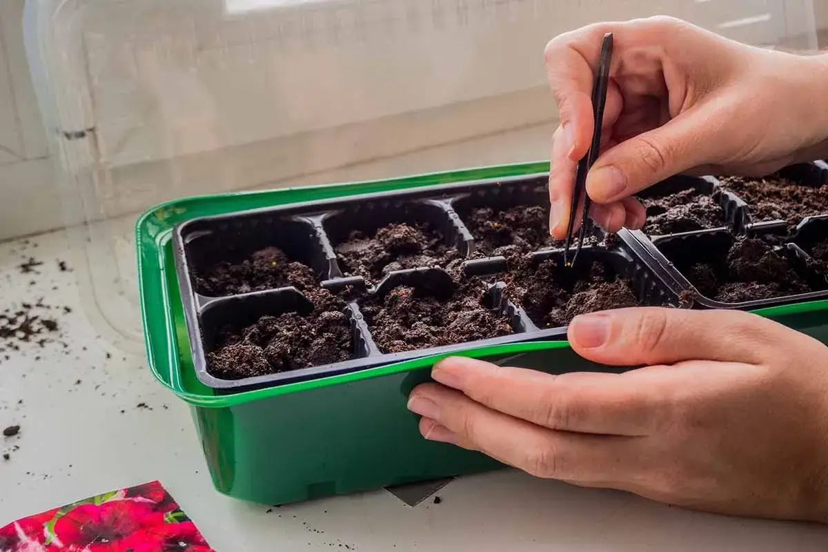 Des mains d&eacute;licates plantent des graines de p&eacute;tunia &agrave; l'aide d'une pince dans un plateau de semis.