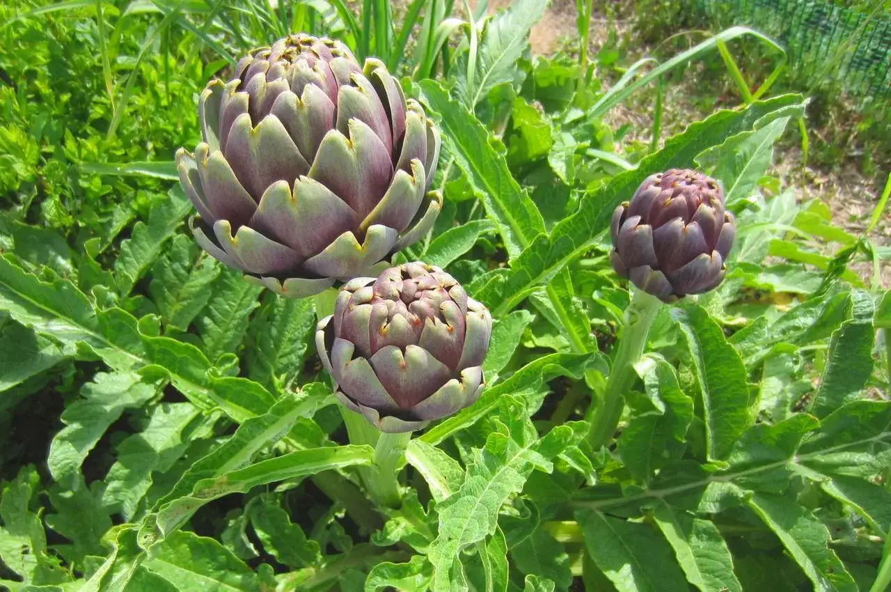 Trois beaux bourgeons de plant d'artichaut, aux teintes violettes et vertes, se dressent au milieu de feuilles luxuriantes.