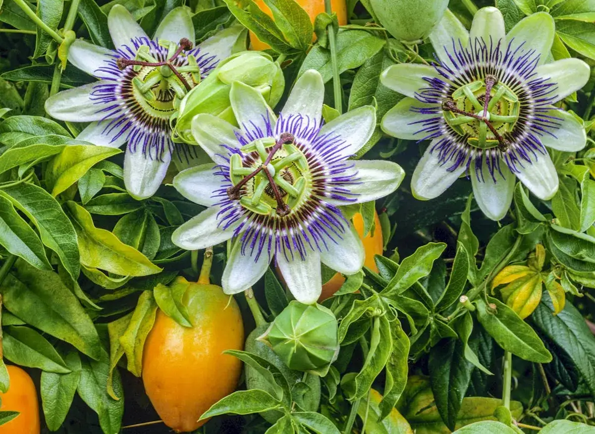 Magnifique passiflore en pleine floraison, ses fleurs complexes aux p&eacute;tales blancs et violets se m&ecirc;lent aux fruits orang&eacute;s et aux feuilles vertes luxuriantes.