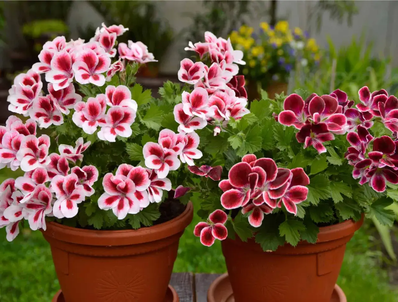 Deux pots de g&eacute;raniums aux fleurs bicolores, roses et rouges, pr&ecirc;ts pour l'arrosage.