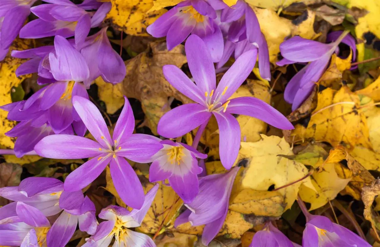 Fleurs violettes éclatantes, la fleur du mois d'octobre, se déploient sur un tapis de feuilles d'automne jaunes et brunes.