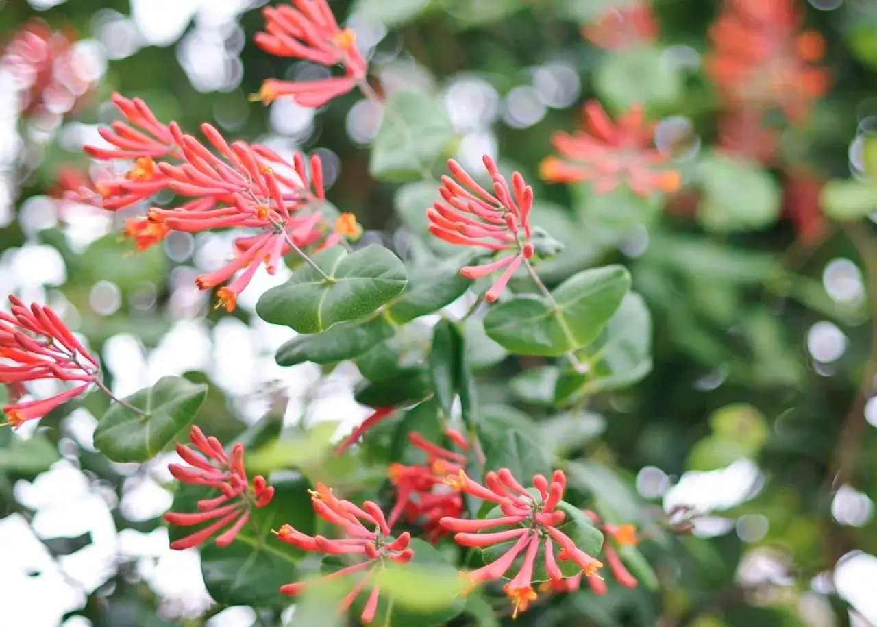 Des grappes de fleurs de chèvrefeuille rouge orangé, aux longues trompettes, s'épanouissent sur un fond flou de verdure et de lumière.