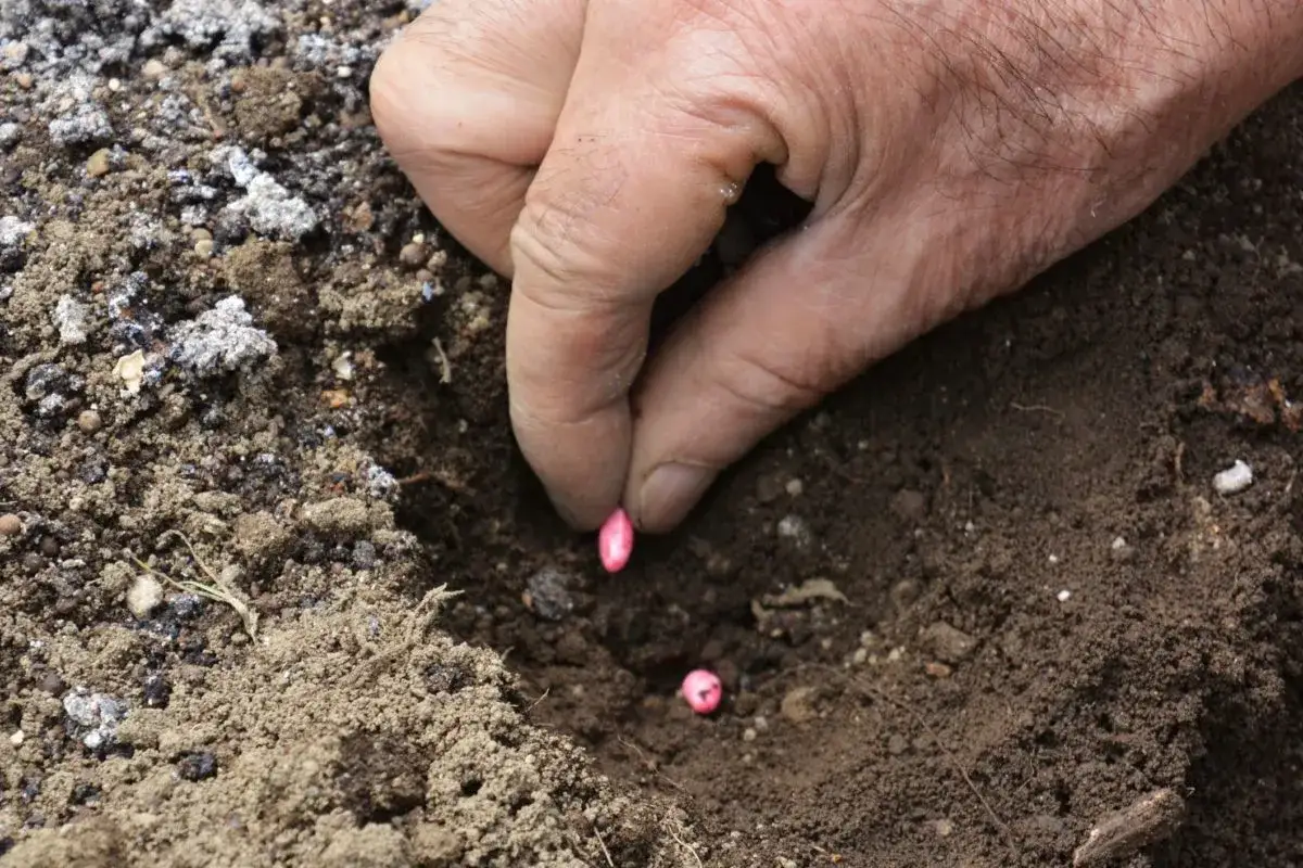 Main d'un jardinier pour planter des haricots verts dans la terre. Les graines roses sont pr&ecirc;tes &agrave; germer.