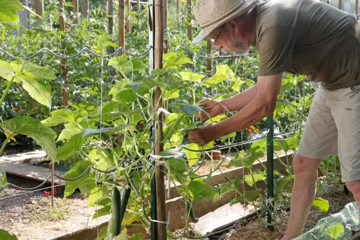 Comment palisser les concombres en hauteur au potager