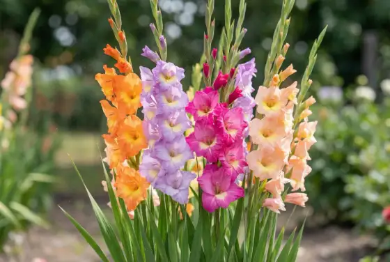 Fleur de naissance - calendrier et symbolique mois par mois