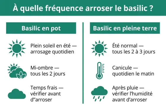 Arrosage du basilic - les bons gestes selon la météo