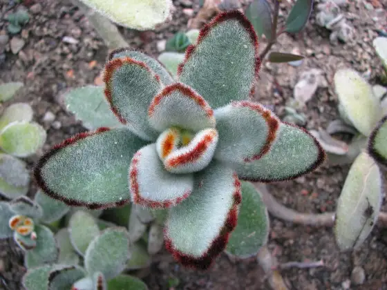 Kalanchoe tomentosa - Le guide complet pour une succulente parfaite
