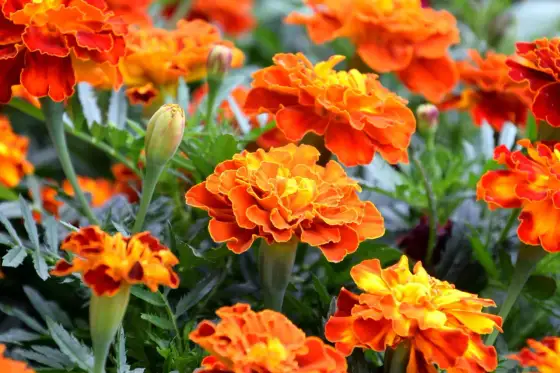 Fleur du mois d’octobre - les variétés qui fleurissent vraiment