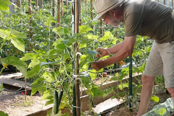 Comment palisser les concombres en hauteur au potager