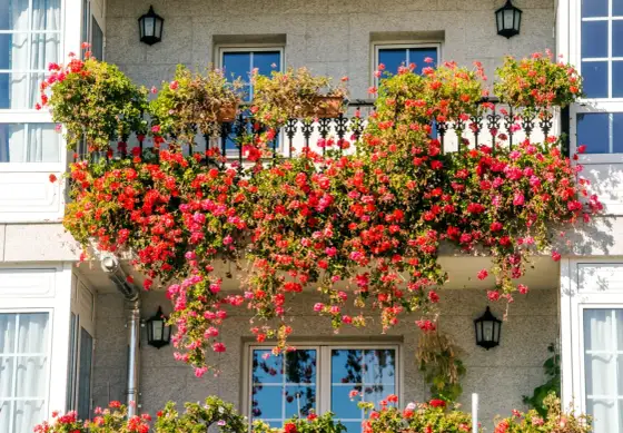 Fleurs de printemps sur balcon - les choix qui durent