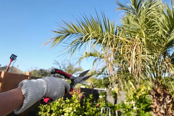 Main tenant des ciseaux, une main gantée s'apprête à tailler un palmier. Le ciel bleu et le jardin en arrière-plan suggèrent une journée idéale pour planter un palmier.