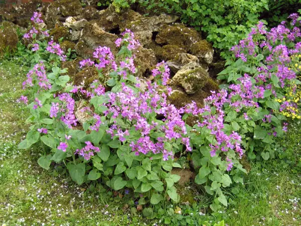 Un parterre de monnaie du pape aux fleurs violettes éclate devant un mur de pierres moussues.