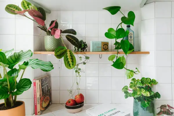 Plusieurs plantes décorent cette étagère de salle de bain, apportant une touche de verdure à cet espace.