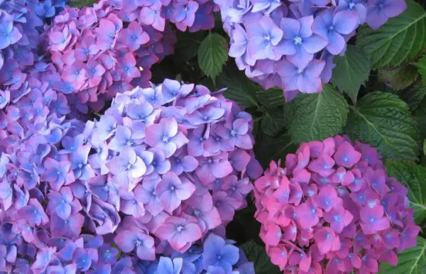 Gros plan sur des hortensias aux teintes bleutées et rosées. La taille de ces fleurs est impressionnante, formant de belles boules colorées.