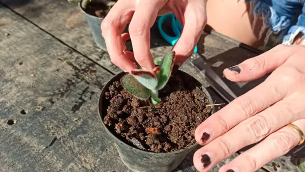 Mains manipulant une jeune pousse pour bouturer kalanchoe. Le petit plant est dans un pot rempli de terreau.