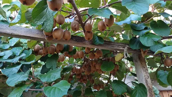 Des kiwis mûrs pendent en grappes sous des feuilles vertes, sur une structure en bois. La distance entre kiwi mâle et femelle est visible par la disposition des fruits.