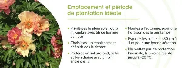 Gros plan sur de magnifiques pivoines roses et jaunes. Conseils pour le planter pivoine : soleil, sol drainé, espacement.