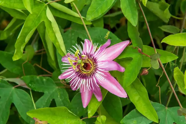 Magnifique passiflore en pleine floraison, ses pétales roses et blancs éclatants se détachent sur le feuillage vert luxuriant.