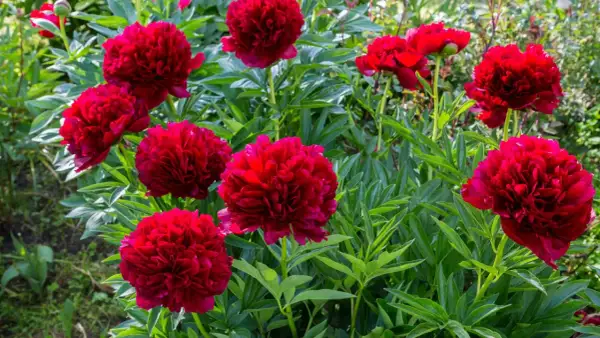 Un parterre de pivoines rouges éclatantes, une belle plante d'été aux pétales luxuriants.