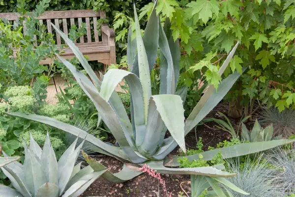 Une grande plante agave se dresse fièrement au milieu d'un jardin luxuriant, avec un banc en bois en arrière-plan.