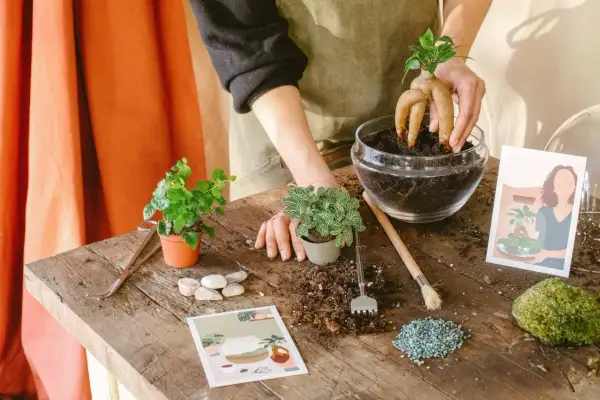 Création d'un terrarium plante diy : une main place une plante aux racines étranges dans un bocal en verre rempli de terre.