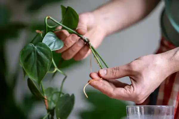 Des racines aériennes sur une tige de plante verte, prête à être bouturée dans l'eau. Idéal pour savoir quelles sont les plantes que l'on peut bouturer dans l'eau.