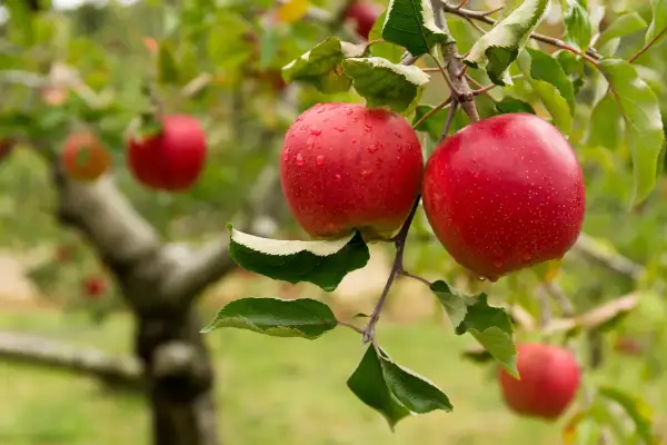 Deux pommes rouges, gorgées de rosée, pendent à une branche. L'arbre, prêt pour l'entretien pommier, promet une belle récolte.