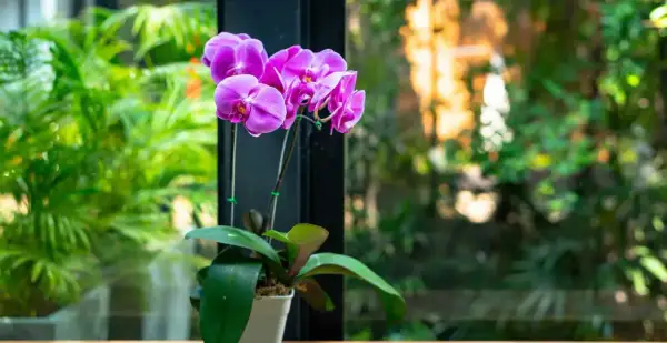 Une belle orchidée rose aux pétales délicats, posée sur un rebord de fenêtre, avec un jardin verdoyant en arrière-plan.