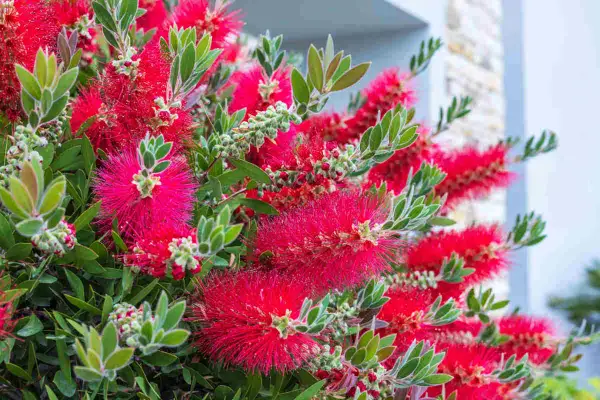 Fleurs rouges vives de rince bouteille, ressemblant à des brosses, avec des feuilles vertes.