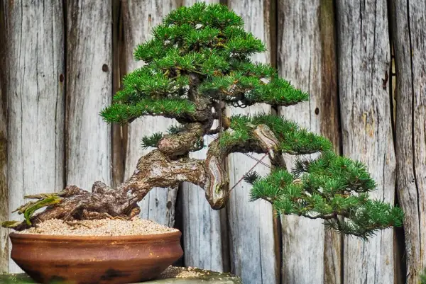 Un bonsaï pin aux branches courbées et au tronc noueux, dans un pot en terre cuite, sur fond de bois vieilli.