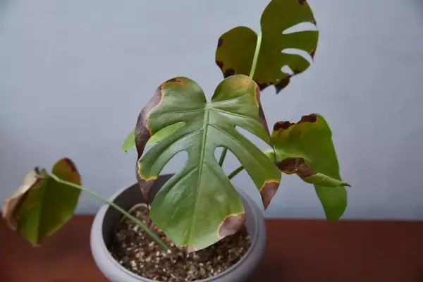 Plante d'intérieur avec des feuilles vertes et des bords bruns, signe de **plantes feuilles jaunes** et de stress.