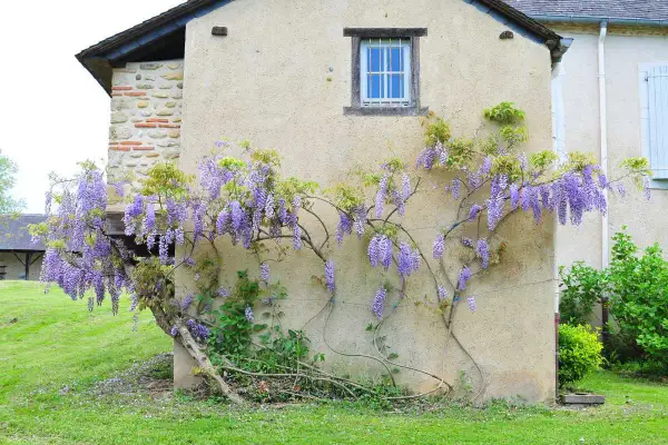 Une glycine en fleurs s'enroule sur un mur de maison. On imagine la bouturer une glycine dans l'eau pour la multiplier.