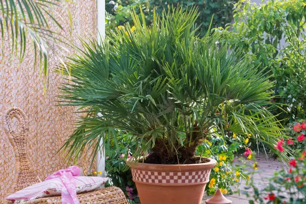 Un jeune palmier prêt à être planté en pleine terre, avec ses feuilles vertes luxuriantes.