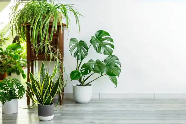 Un salon moderne avec une **déco salon plante verte** luxuriante. Un Monstera, un Sansevieria et un Chlorophytum apportent une touche de nature.