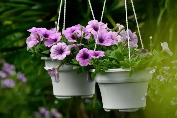 Deux pots suspendus débordent de semis de pétunias aux fleurs violettes et roses.