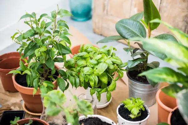 Plusieurs plantes vertes en pot, dont du basilic, sur un fond clair.
