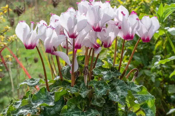 Un bouquet de cyclamen vivace aux pétales blancs et roses, aux feuilles vertes marbrées, s'épanouit dans un jardin verdoyant.