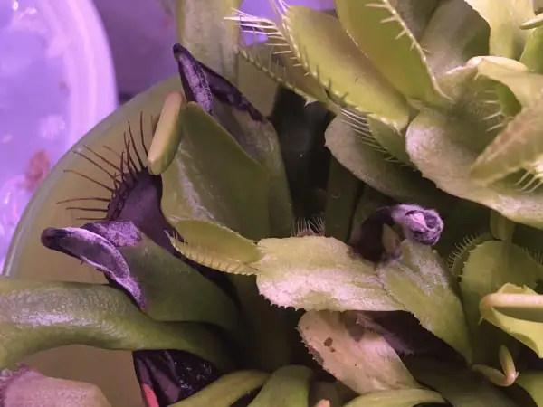 Moisissure sur les pièges d'une Dionaea muscipula dans un terrarium. Les feuilles sont vertes et pourpres, avec des traces blanches de moisissure.