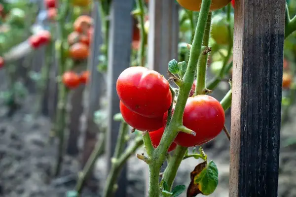 Des tomates rouges mûres sur des tiges vertes, prêtes à être cueillies. Le travail de planter des tomates porte ses fruits.