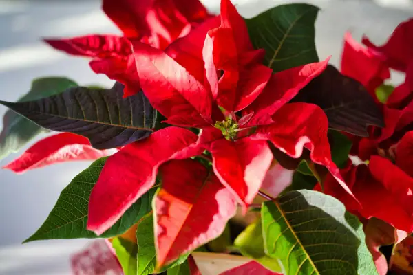 Un magnifique poinsettia déploie ses bractées d'un rouge éclatant, contrastant avec le vert profond de ses feuilles. Sa couleur vibrante illumine la scène.