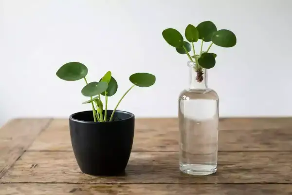 Deux jeunes Pilea : un en pot noir, l'autre en bouture dans une bouteille en verre.