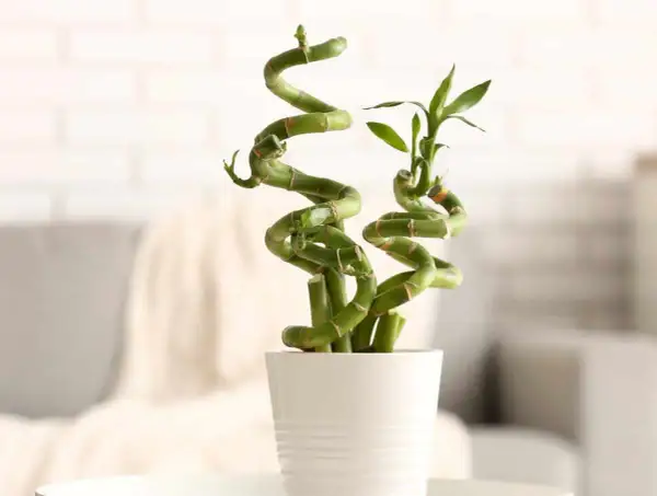 Un élégant bambou intérieur en spirale dans un pot blanc, apportant une touche de nature et de sérénité à votre espace.