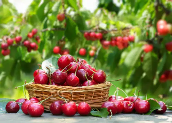 Un panier débordant de cerises rouges juteuses, parfaites pour savoir quand tailler un cerisier. Les fruits brillent sous le soleil, prêts à être dégustés.