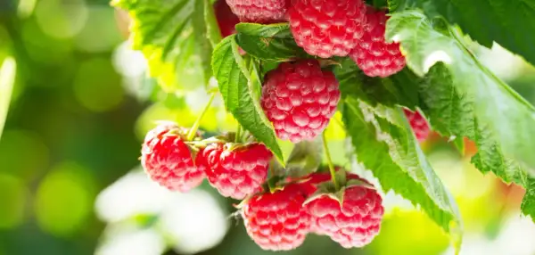Gros plan sur des framboises mûres et juteuses, prêtes à être cueillies. L'exposition framboisier met en valeur la beauté de ces fruits d'été.