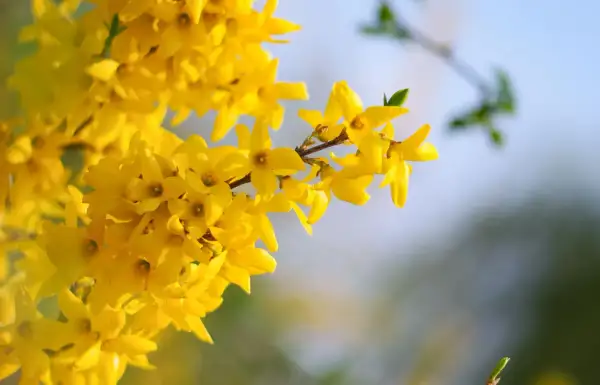Rameau de forsythia en pleine floraison, ses fleurs jaunes éclatantes annoncent le printemps.