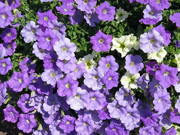 Un tapis de pétunias violets et blancs, une véritable exposition florale sous le soleil.