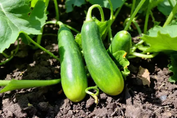 Trois jeunes concombres verts poussent sur un plant de concombre, prêts à être récoltés.