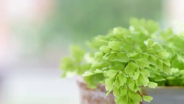 Détail d'une fougère intérieur aux feuilles vertes délicates, dans un pot en terre cuite.