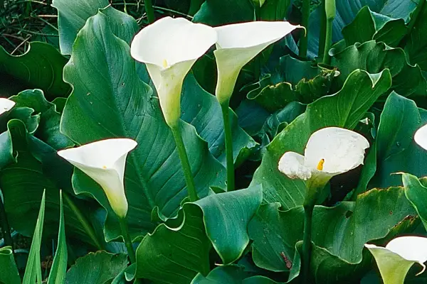 Plusieurs arums blancs en pleine terre, leurs corolles élégantes se dressent fièrement parmi de larges feuilles vertes.