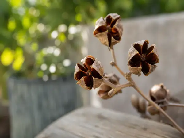 Fleurs fanées du lilas des Indes, leurs capsules ouvertes révèlent une étoile brune. Faut-il couper ces vestiges pour la prochaine floraison ?